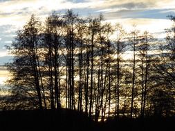 twilight over the autumn forest