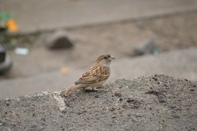 cute sparrow on asphalt