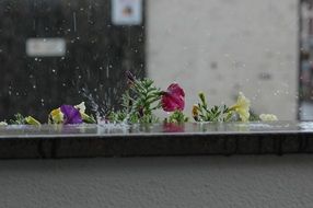 Beautiful and colorful flowers on the balcony in the rain