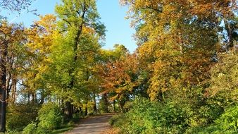 colorful autumnal park