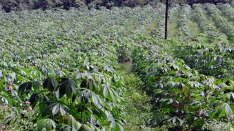 Cassava plantation in India