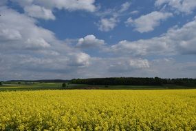 landscape of oilseed rape yellow flowers field