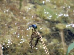 wide-winged dragonfly amidst summer nature