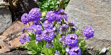 purple flowers on a green bush in the garden close-up