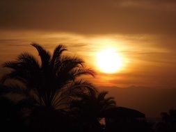 palm trees at sunset