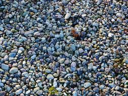 pebbles in nature