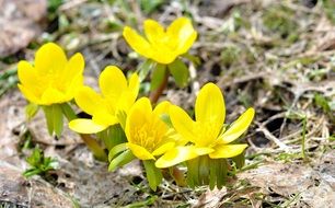 Eranthis hyemalis, the winter aconite plants in bloom