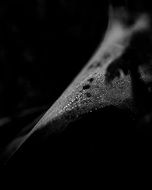 cobweb with dew droplets, black and white