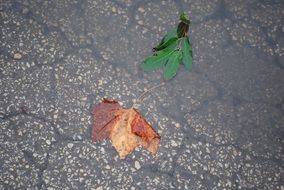 leaves in a water