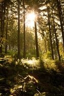 forest sun tree light shadow