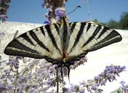 black and white striped butterfly on lavender