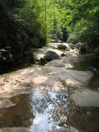 landscape of the water stream in a forest