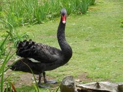 black swan with a red beak on the lawn