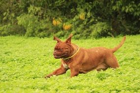 funny adult bordeaux de dogue