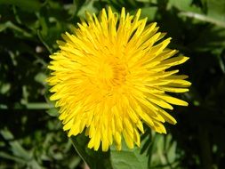 surprising beauty dandelion