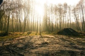 stunning forest fog on a sunny day