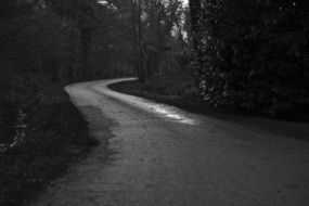 curved road country road in dark forest