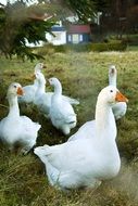 Beatiful and cute geese on the grass