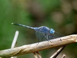 blue dragonfly on a branch