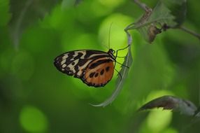 butterfly on a dry leaf of a plant