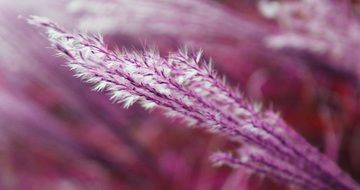 pink grass on blurred pink background