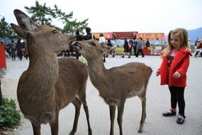 child near two young deer at a festival in japan