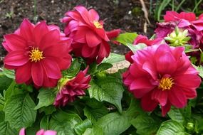 Beautiful dahlia flowers in the garden close-up