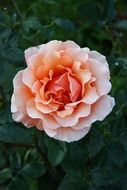 rose on a green bush in the garden