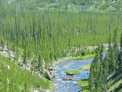 river in the yellowstone national park