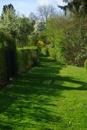 green hedge in the park