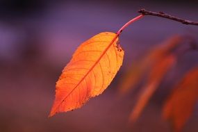 Lonely leaf on branch