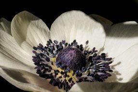 White anemone flower with stamens