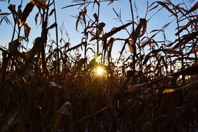 corn fields in nature