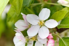 blooming apple tree in spring time