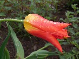 raindrops on a red tulip