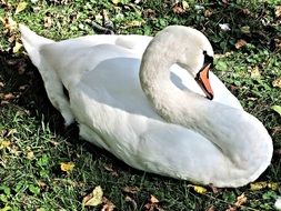 swan wild bird