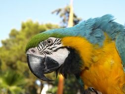 big colorful parrot in the tropics