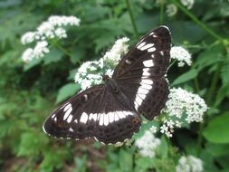 Eurasian white admiral in wildlife