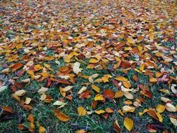 leaves autumn fall