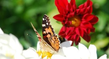 sitting beautiful butterfly on the natural flower