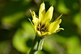 yellow meadow flower closeup