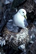 Black-footed bird in the nest