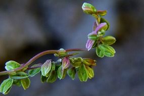 branch of a wild plant close up