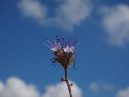 bueschelschoen blossom