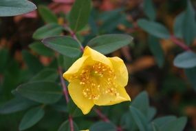 yellow flower on a green bush close up on a blurred background