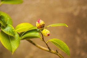 camellia flower close-up on blurred background