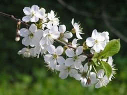 cherry flowers, spring nature