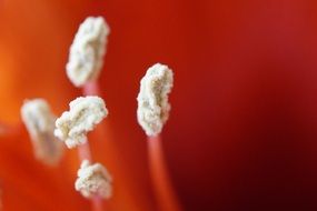 closeup of flower stamens