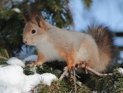 squirrel on the fir tree in winter