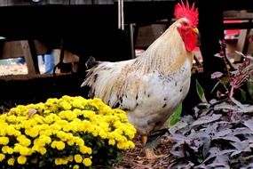 Rooster near yellow flowers